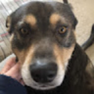 Meet your Posher, Shanon